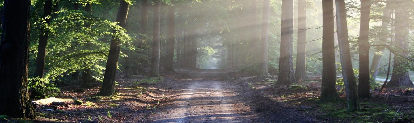 calming woods