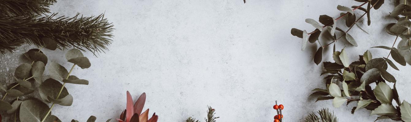 blank background with christmas ferns and berries around the outside