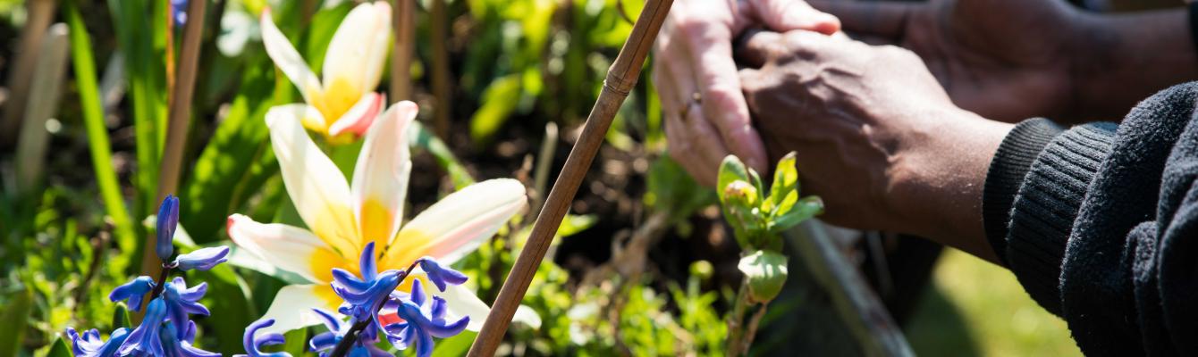 Holding hands and gardening