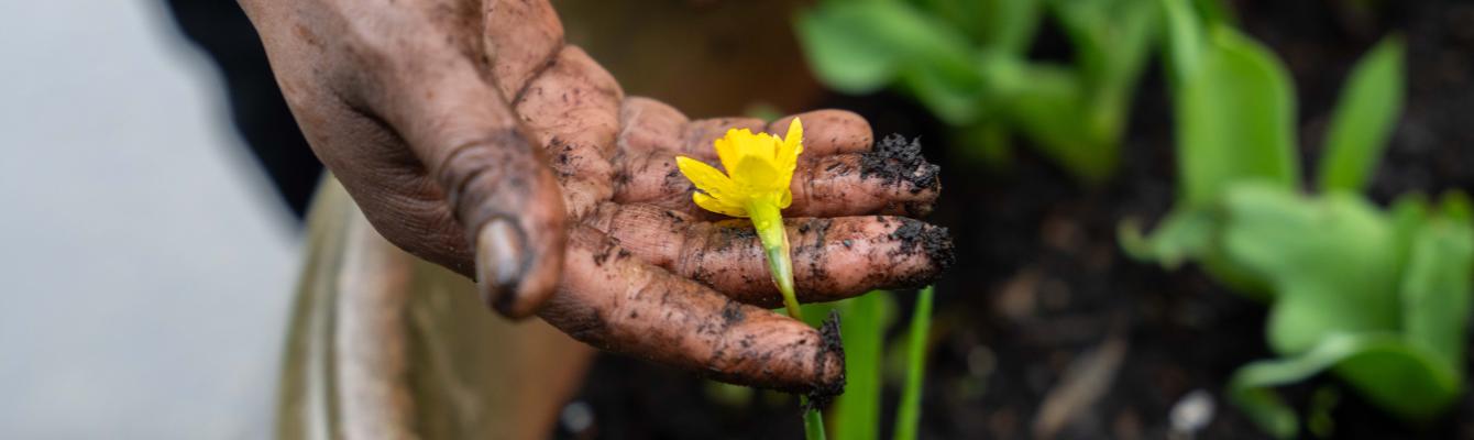 A hand hold a buttercup flower potted in a large plant pot