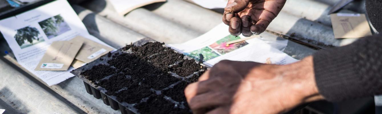 Seeds in the Freedom from Torture garden