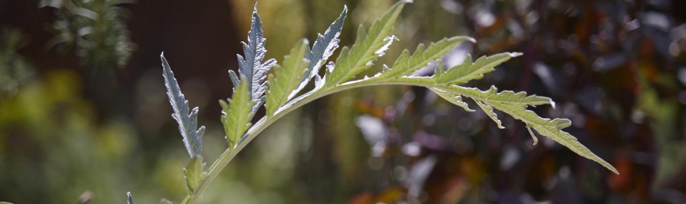 A close-up of a plant