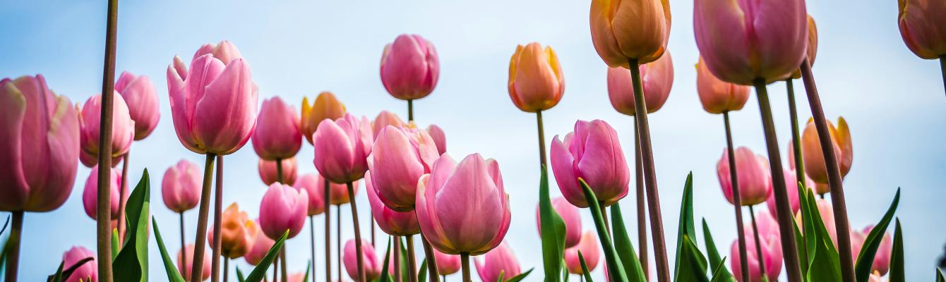 tulips at springtime