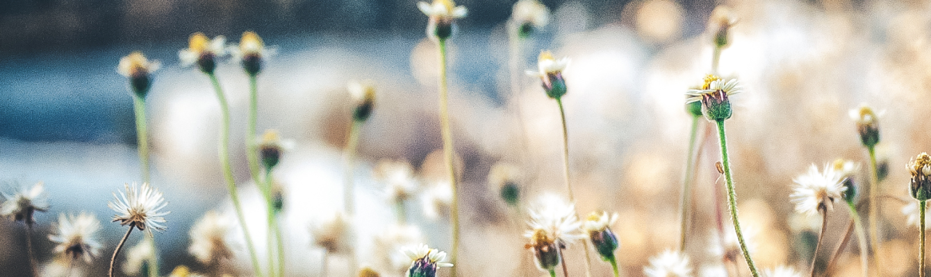 Small wild flowers with white petals and yellow centers growing in a field.