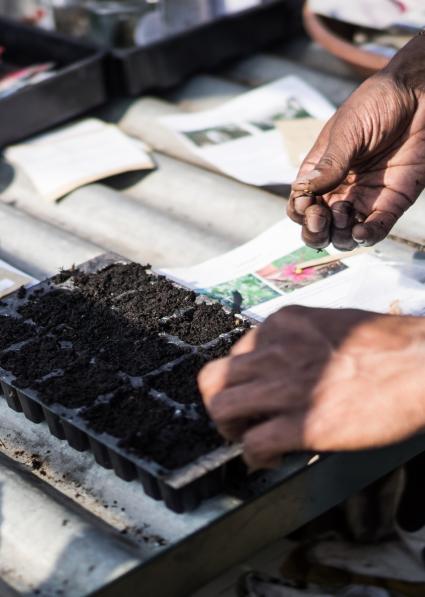 Seeds in the Freedom from Torture garden
