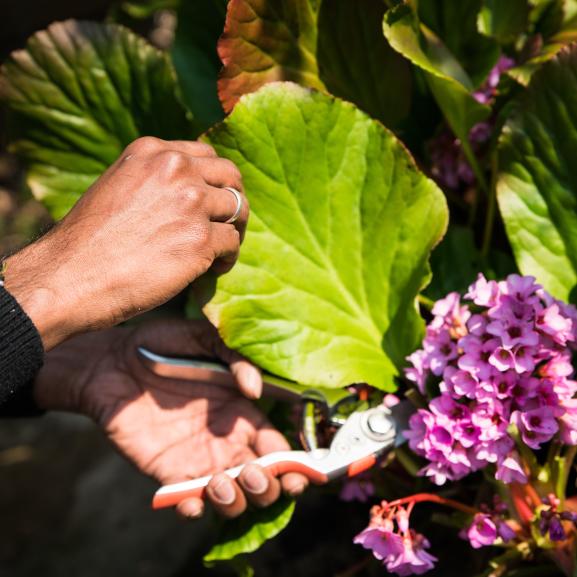 gardening freedom from torture