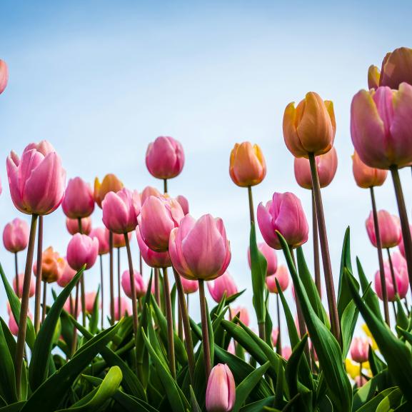 tulips at springtime