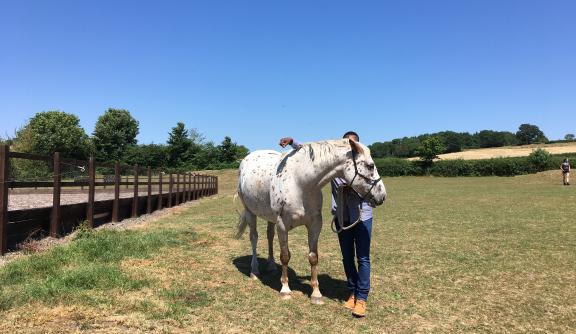 Client with a horse