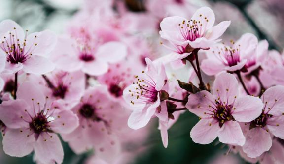 Pink Petaled Flowers Closeup