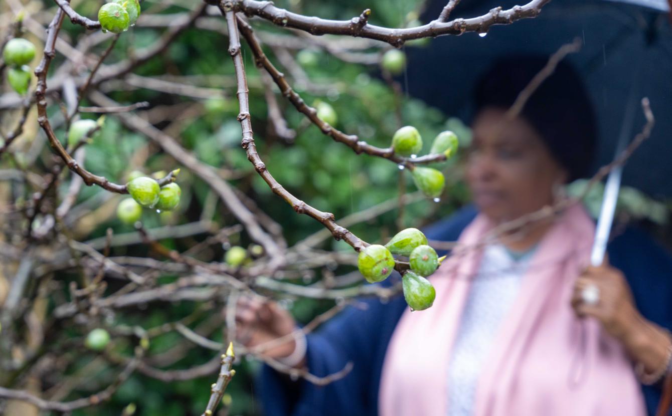 Tanya inspects berries on the tree while holding an umbrella
